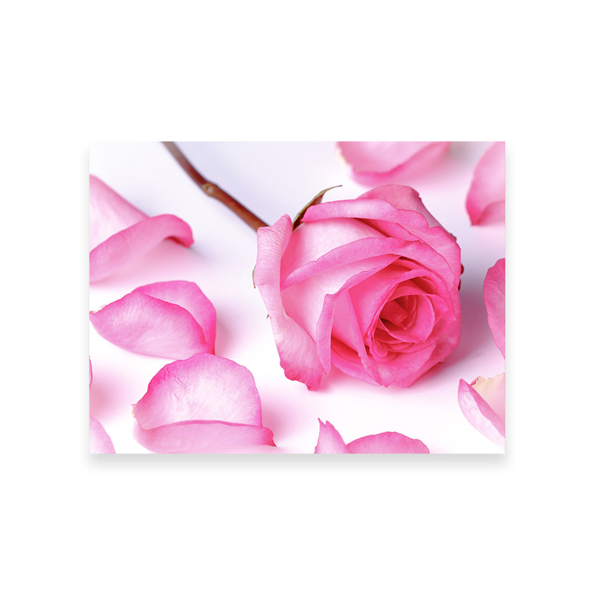 Gorgeous Pink Rose Petals for Decoration