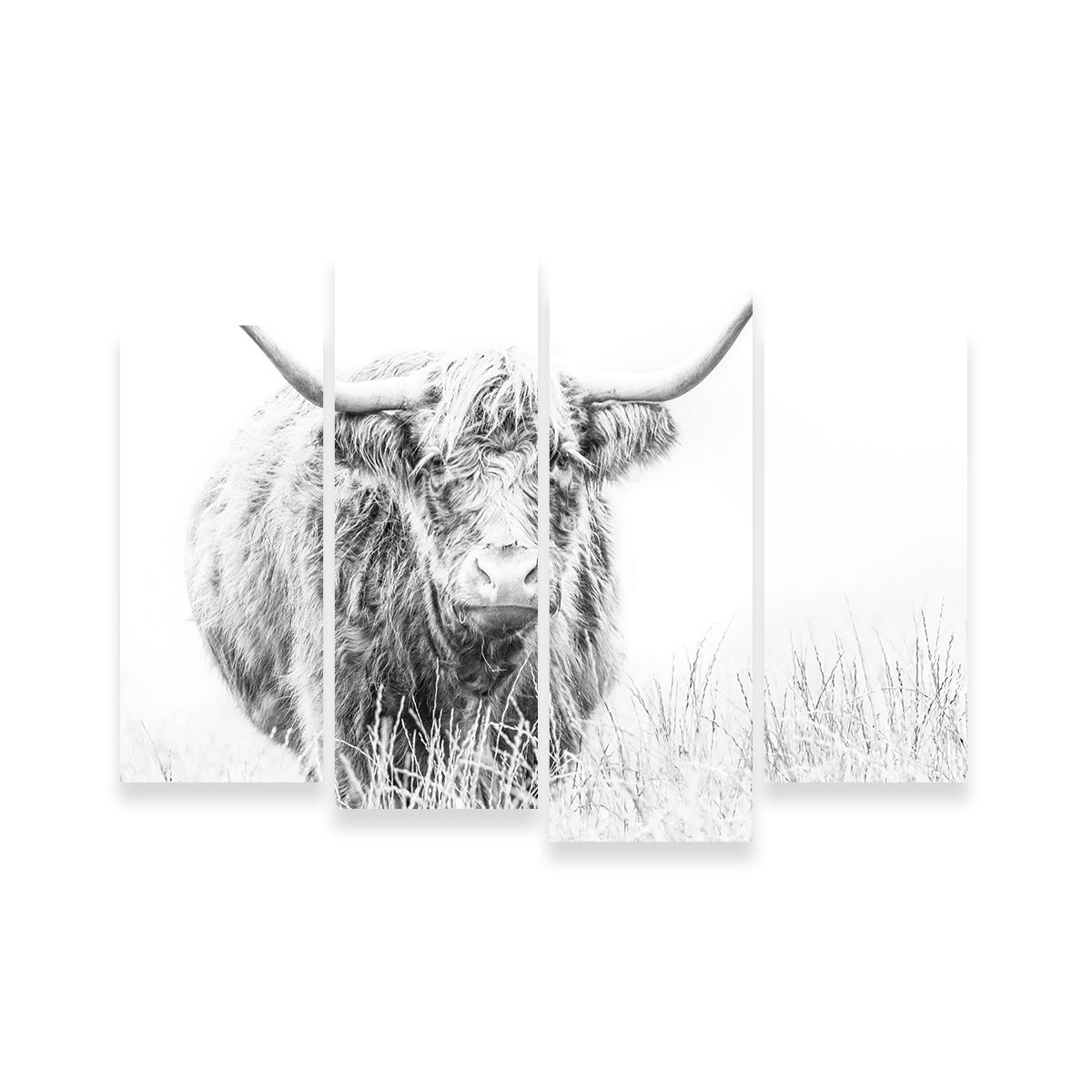 Stunning Highland Cow Wall Art on White Canvas