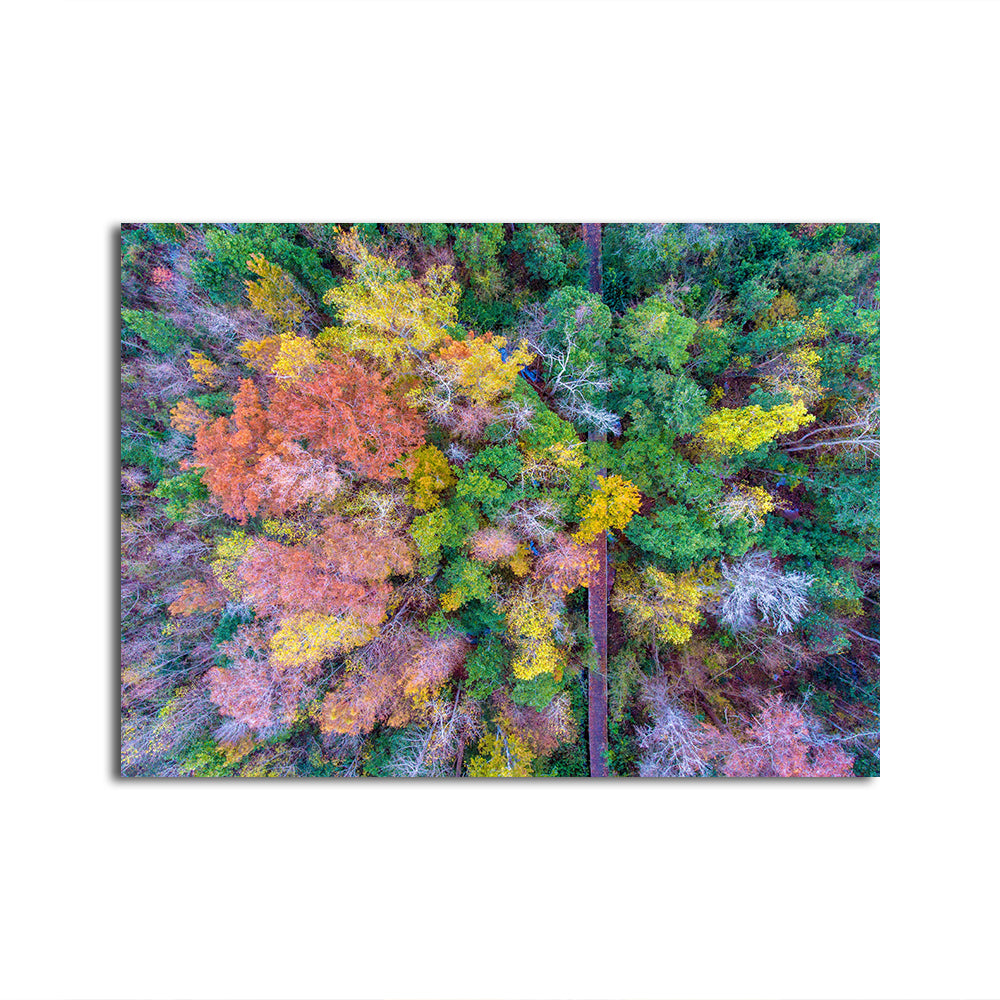 Stunning Bayfront Park Nature Boardwalk Wall Art from Above