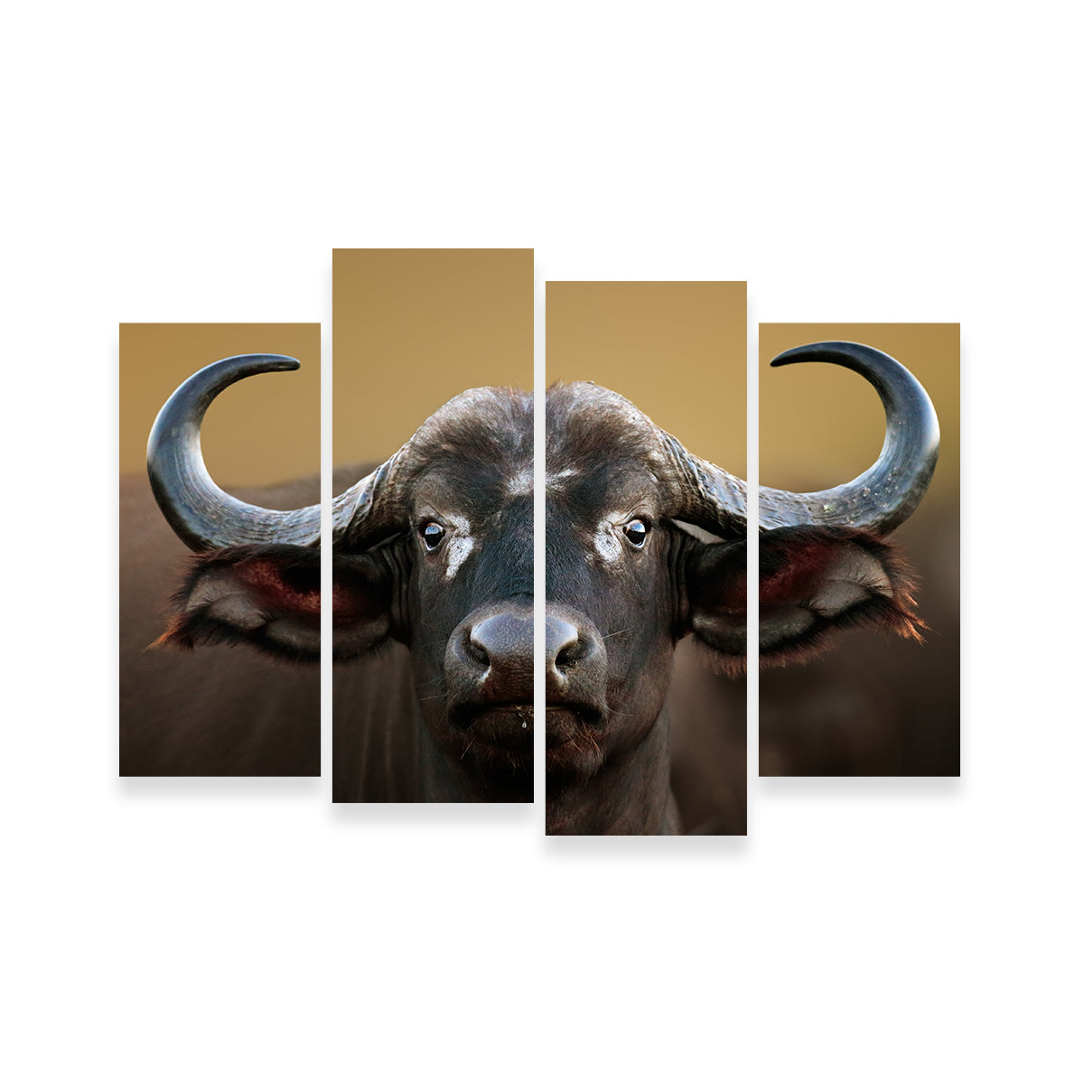 Stunning Cape Buffalo Wall Art from Kruger National Park