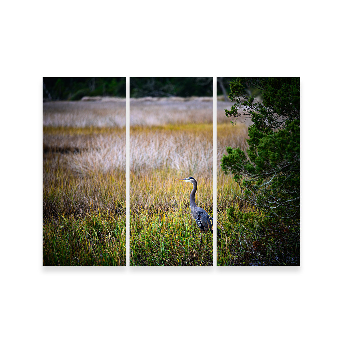 Stunning Heron Jekyll Island Wall Art by Barry Pack