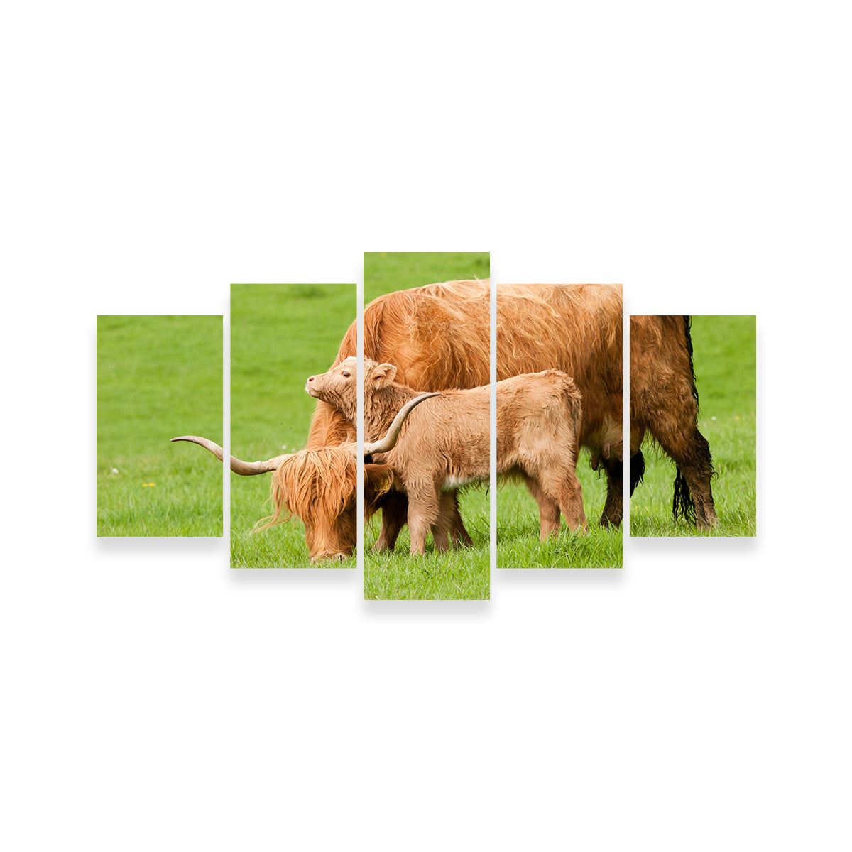Charming Highland Cow with Adorable Loving Calf Wall Art for Stunning Home Decor