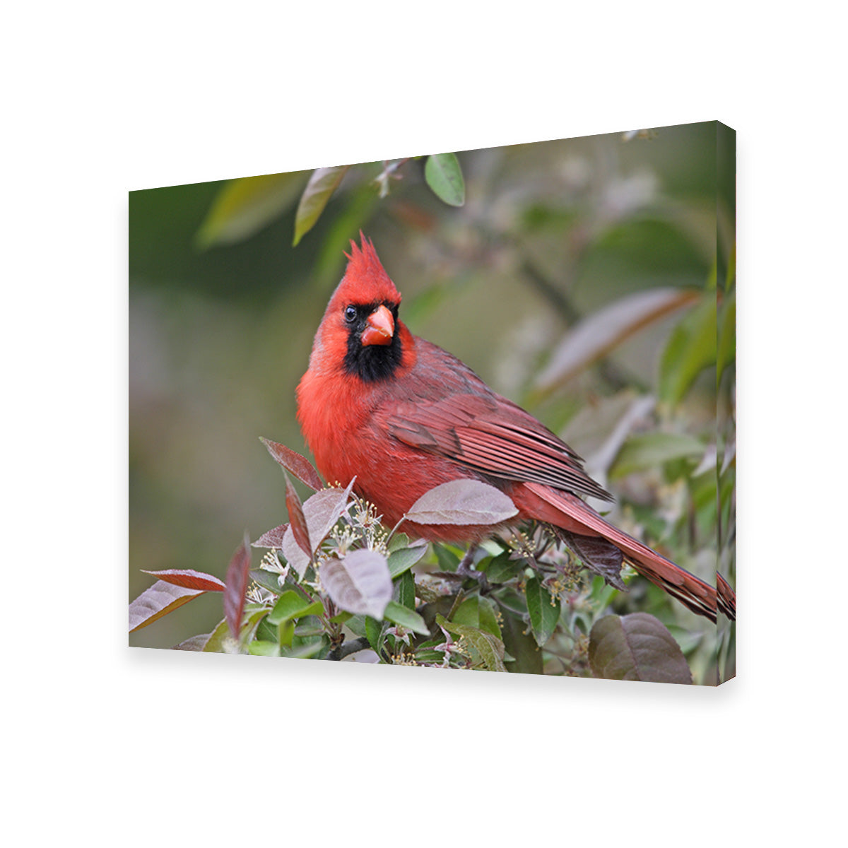 Exquisite Cardinal Perched Wall Art for Home Decor