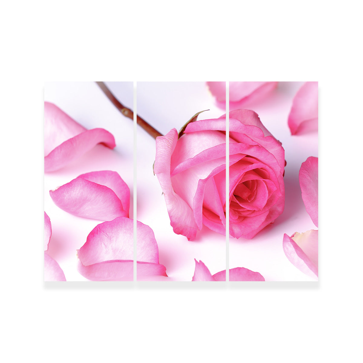 Gorgeous Pink Rose Petals for Decoration