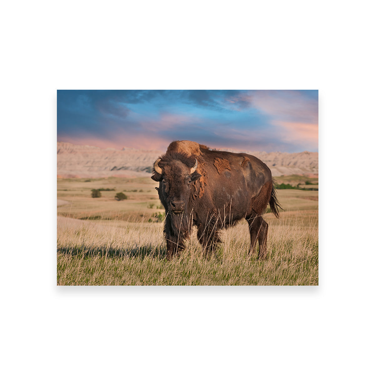 Stunning Badlands Bison Bull Wall Art for Striking Home Decor