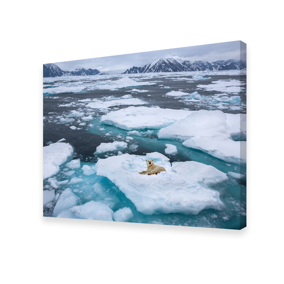 Stunning Polar Bear - Greenland Wall Art for Home Decor