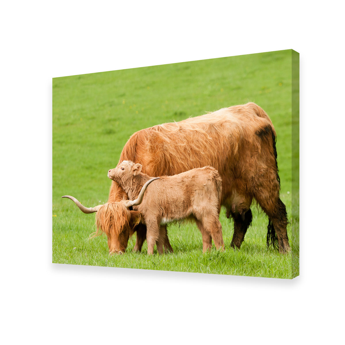 Charming Highland Cow with Adorable Loving Calf Wall Art for Stunning Home Decor
