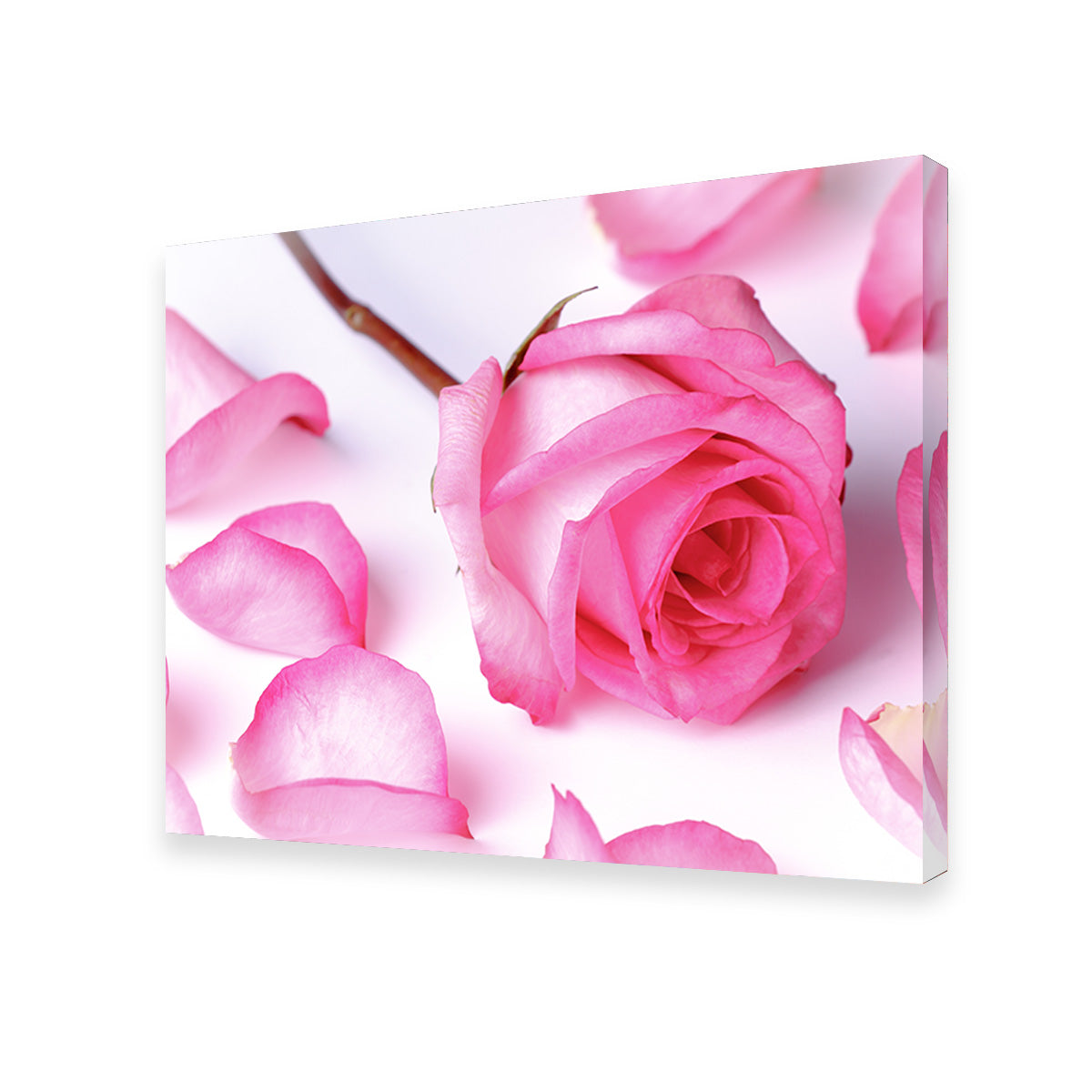 Gorgeous Pink Rose Petals for Decoration
