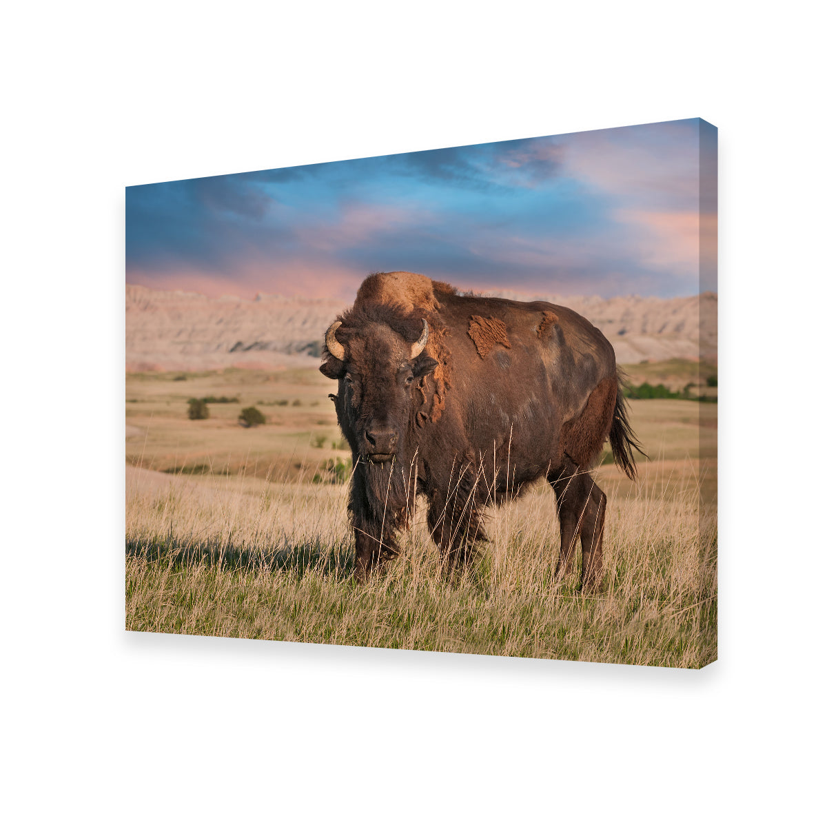 Stunning Badlands Bison Bull Wall Art for Striking Home Decor