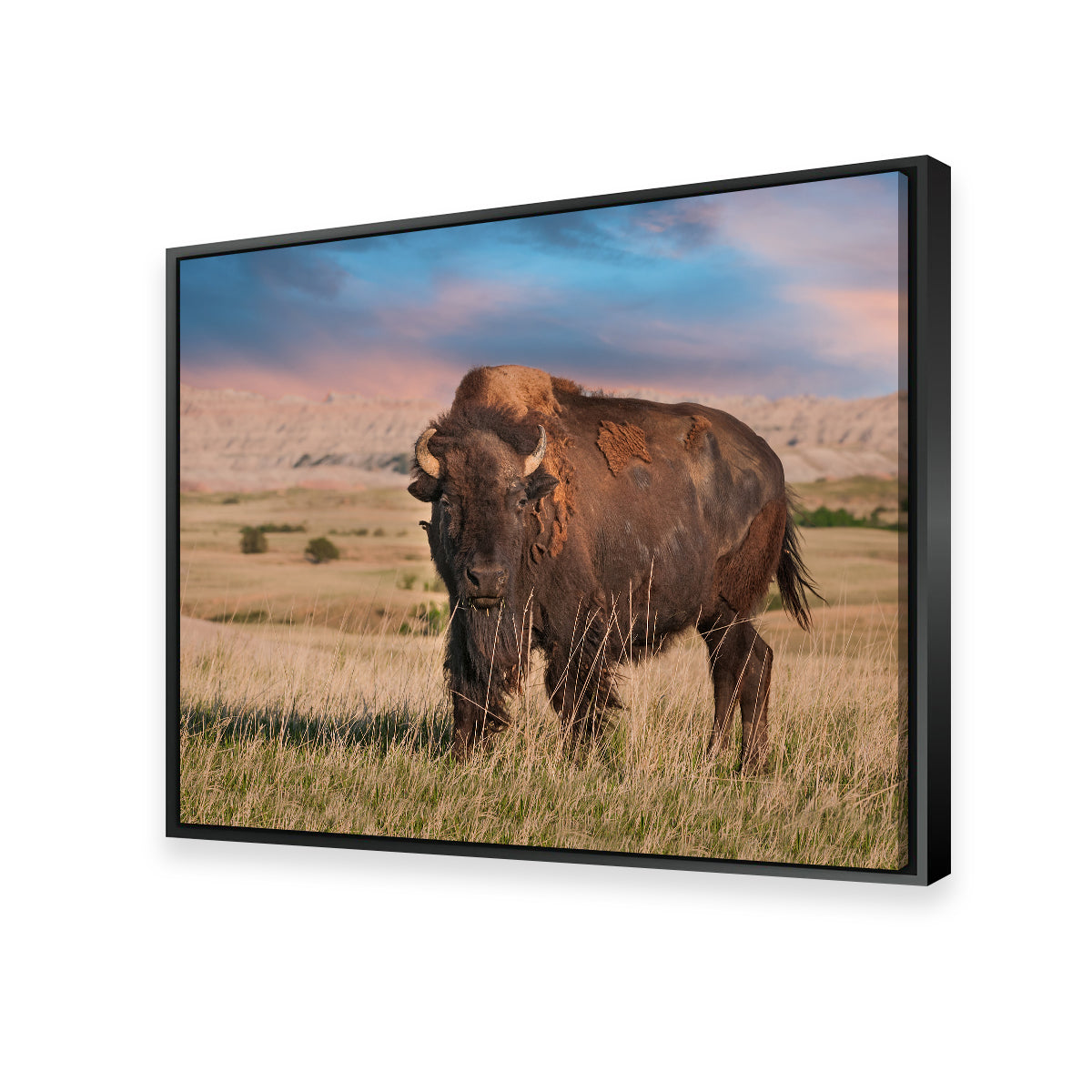 Stunning Badlands Bison Bull Wall Art for Striking Home Decor