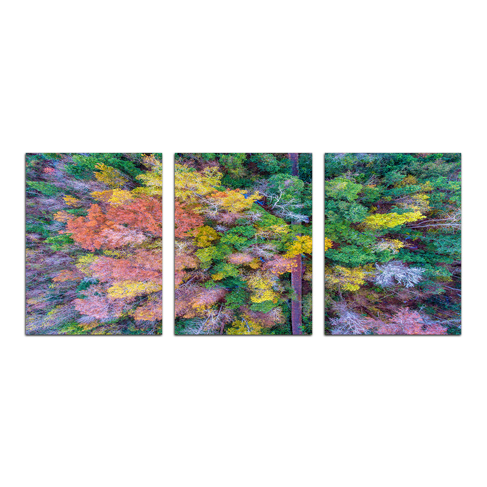 Stunning Bayfront Park Nature Boardwalk Wall Art from Above