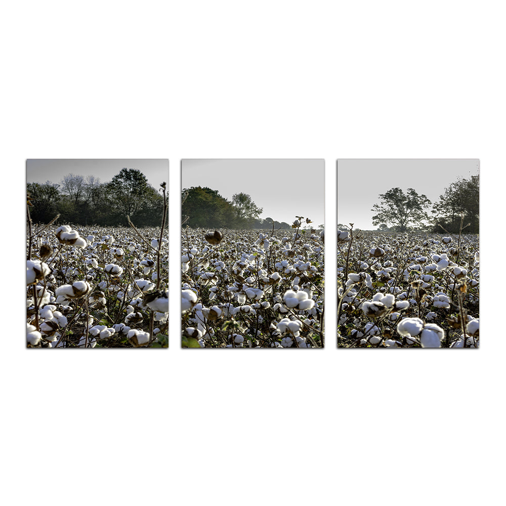 Stunning Alabama Cotton Field Wall Art for Your Home Decor