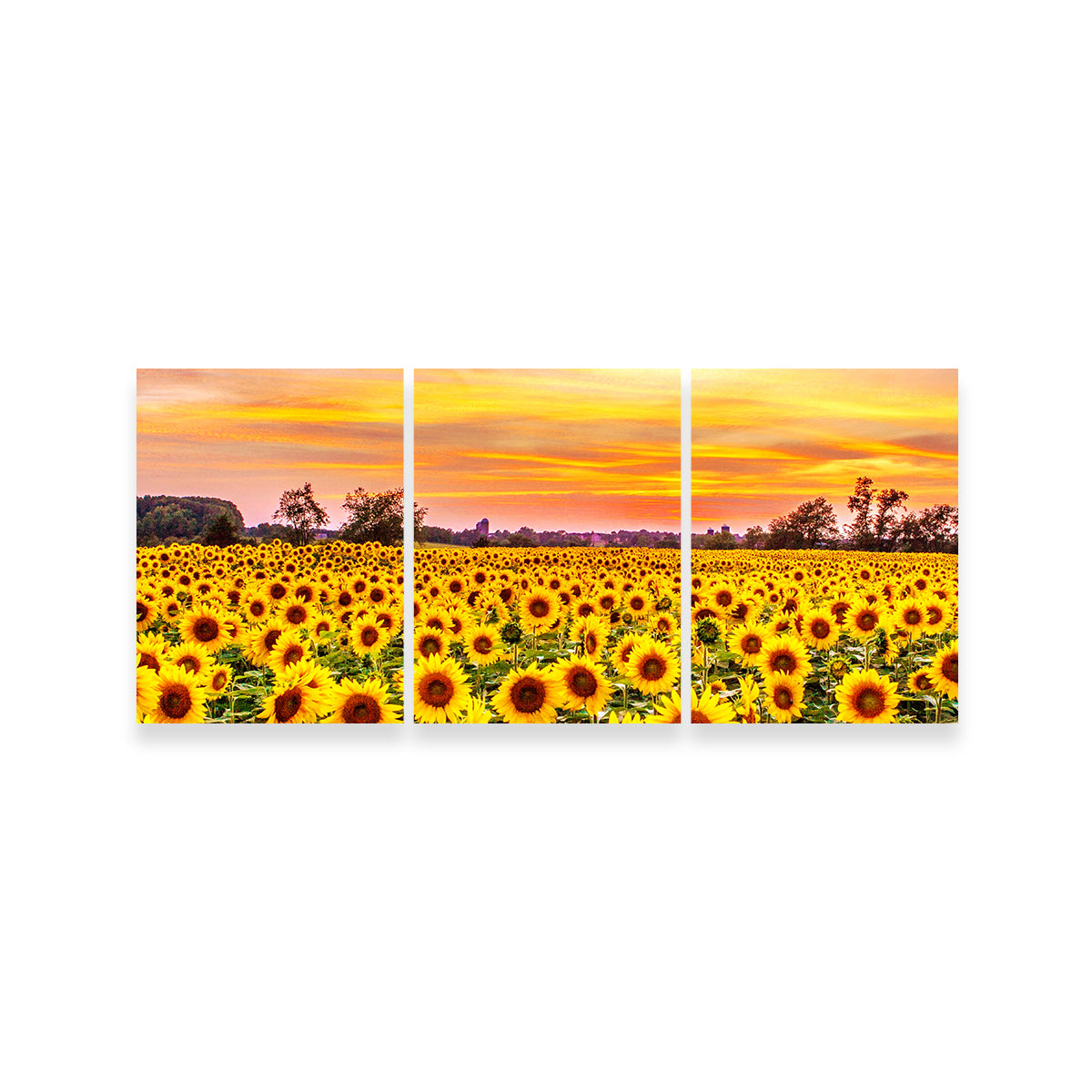 Stunning Bed of Sunflowers Wall Art for Your Home Decor