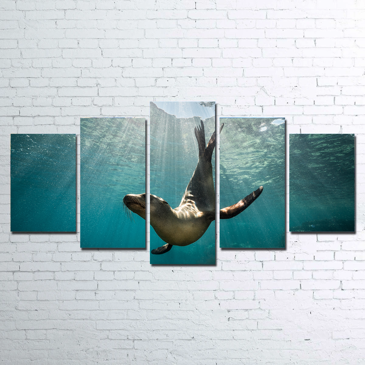 Stunning California Sea Lion Wall Art for Your Home Decor