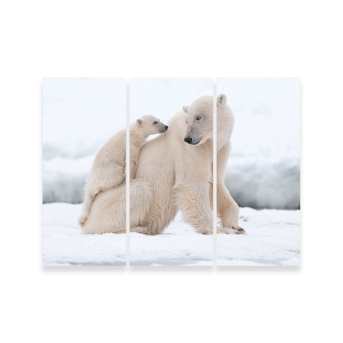 Adorable Polar Bear with Cub Wall Art for Stunning Home Decor