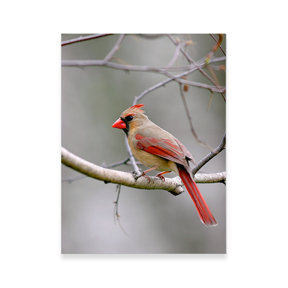 Exquisite Northern Cardinal Female Wall Art for Home Decor