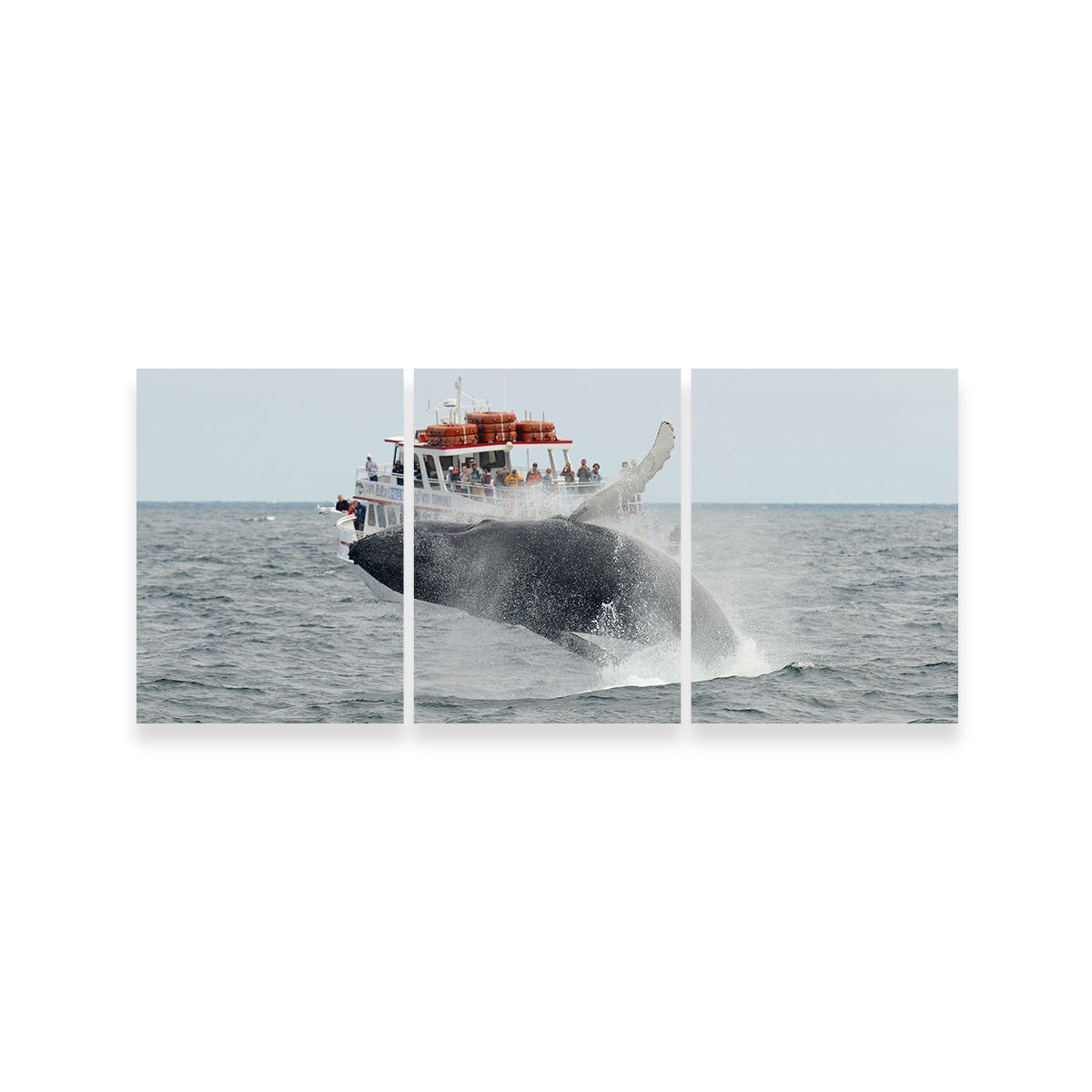 Stunning Humpback - Cape Cod Wall Art for Your Home Decor