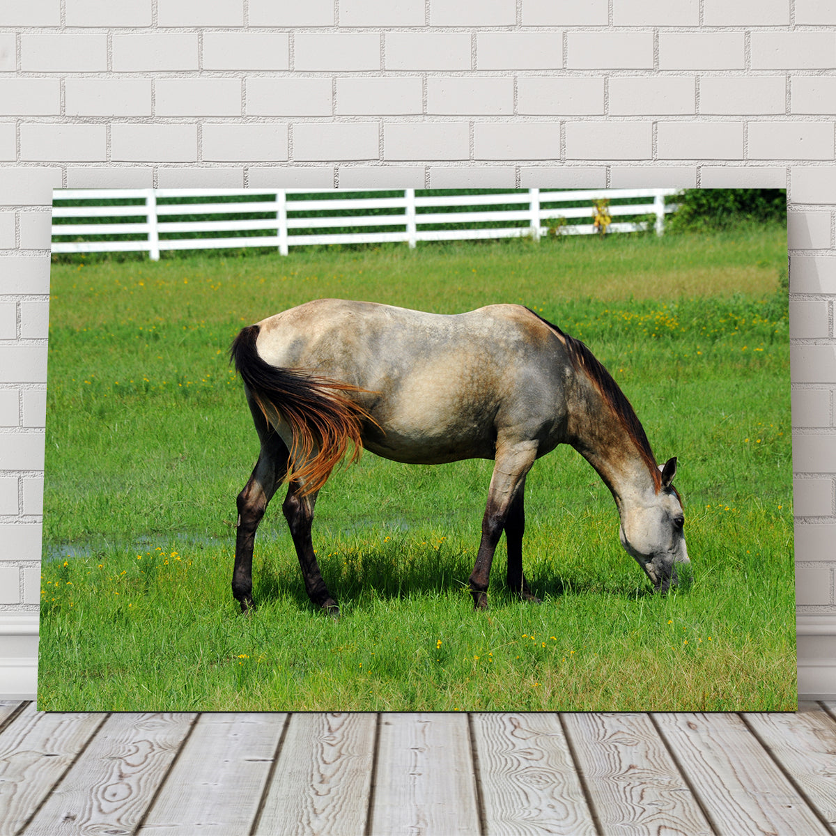 Stunning Arkansas Horse Grazing Wall Art for Home Decor