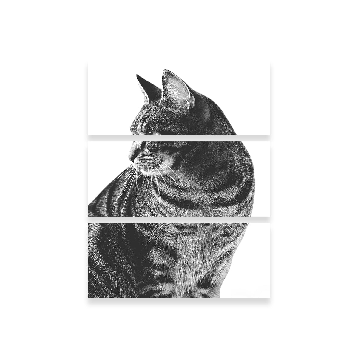 Stunning Cat Glance Wall Art by Lawisi