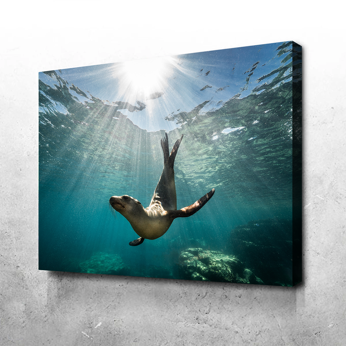 Stunning California Sea Lion Wall Art for Your Home Decor