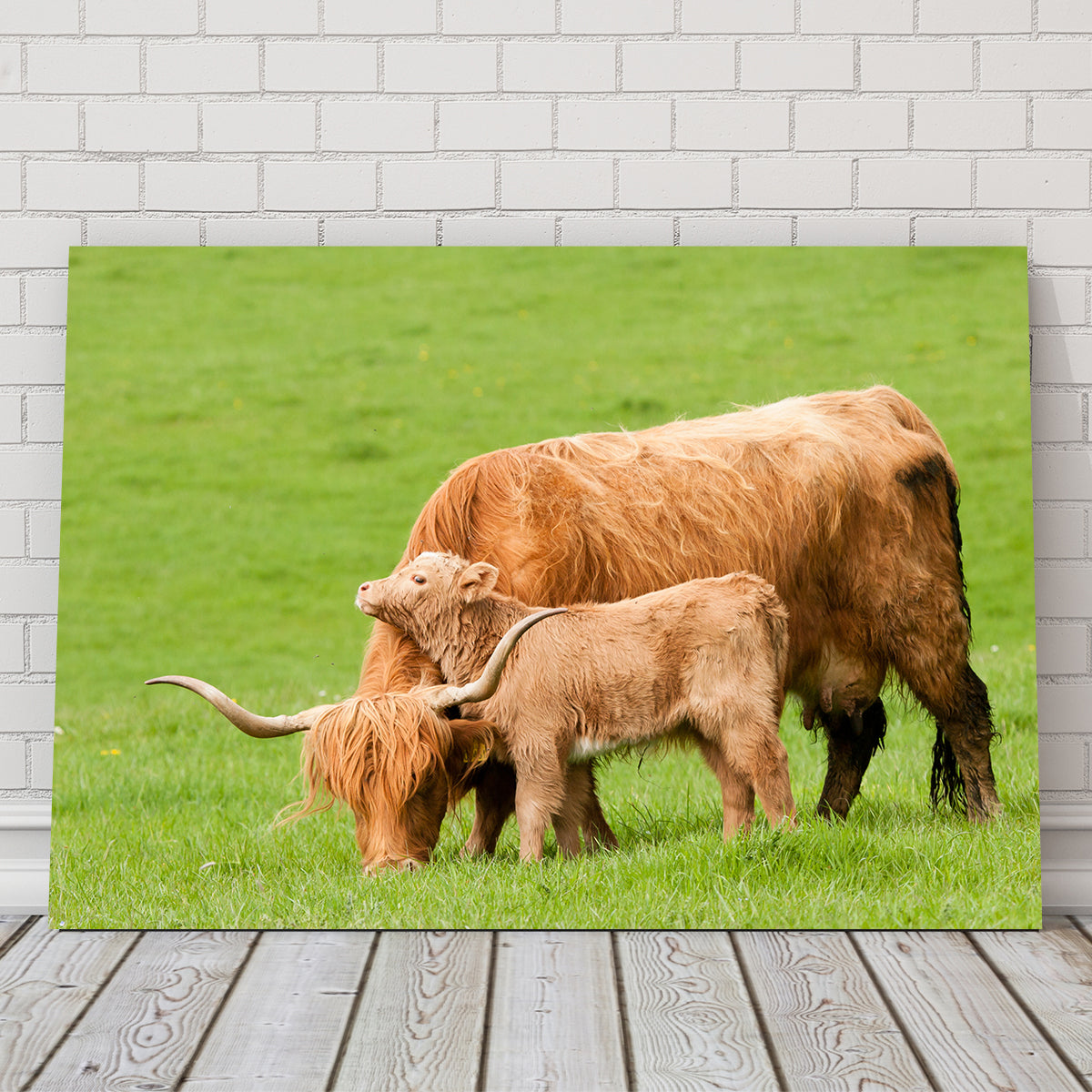 Charming Highland Cow with Adorable Loving Calf Wall Art for Stunning Home Decor