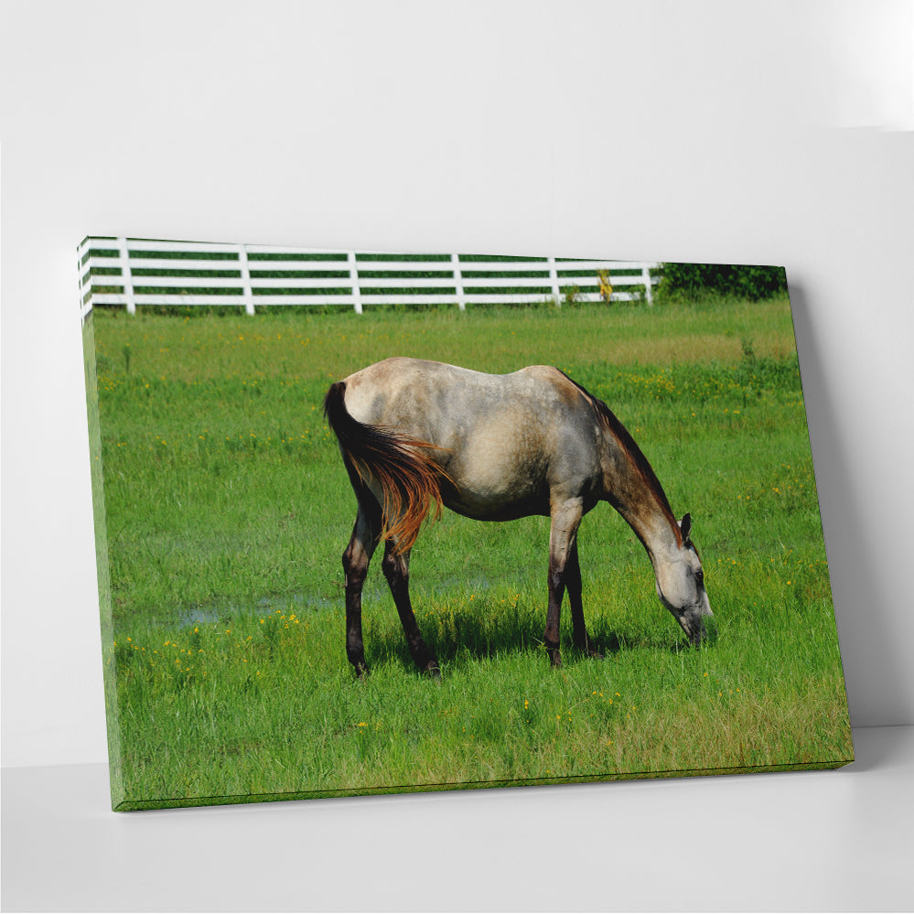 Stunning Arkansas Horse Grazing Wall Art for Home Decor