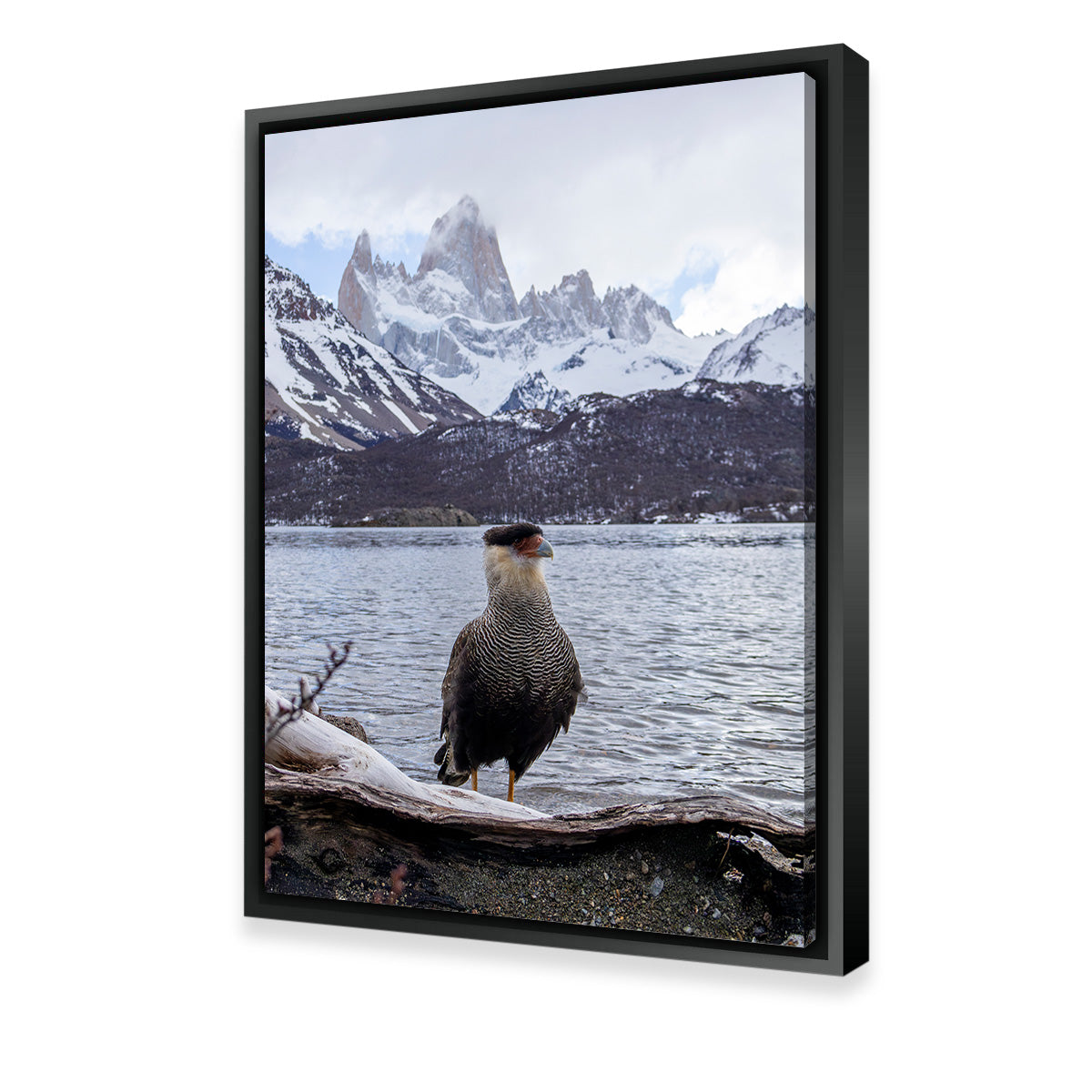 Stunning Carcará and Fitz Roy Art Prints by Sofia Leite Fonseca
