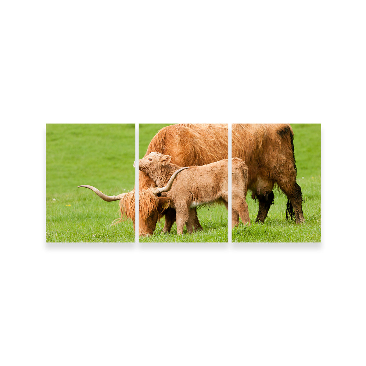 Charming Highland Cow with Adorable Loving Calf Wall Art for Stunning Home Decor