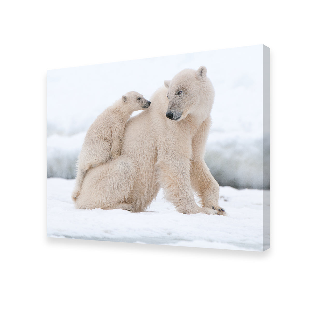 Adorable Polar Bear with Cub Wall Art for Stunning Home Decor
