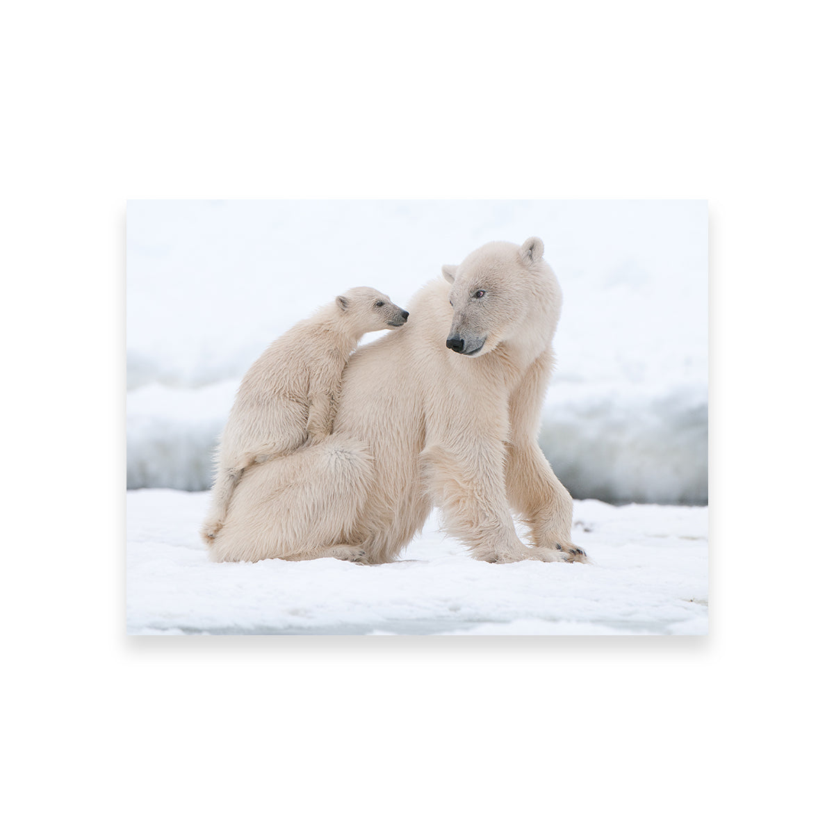 Adorable Polar Bear with Cub Wall Art for Stunning Home Decor
