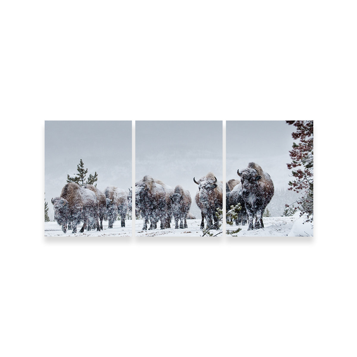 Stunning American Bison in Winter Snow Wall Art for Your Home Decor