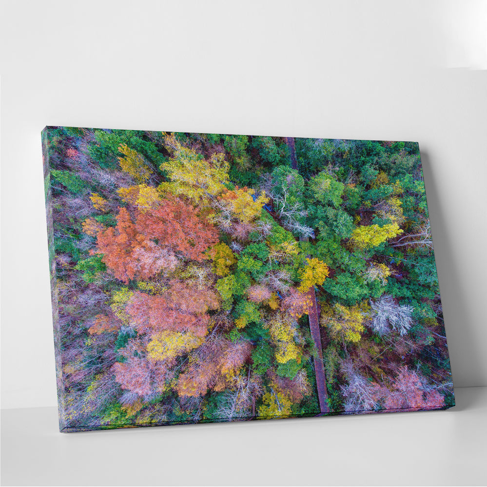 Stunning Bayfront Park Nature Boardwalk Wall Art from Above
