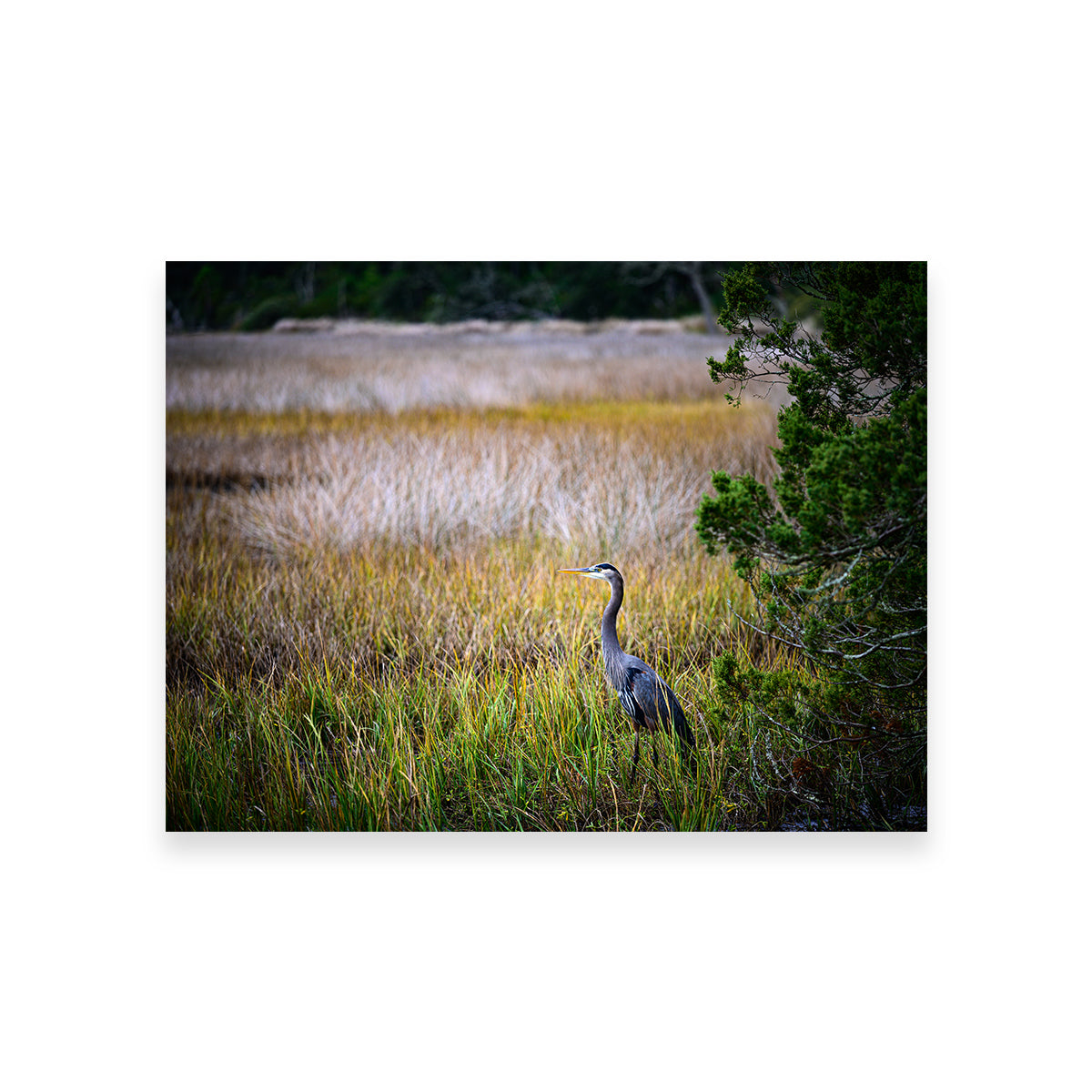 Stunning Heron Jekyll Island Wall Art by Barry Pack