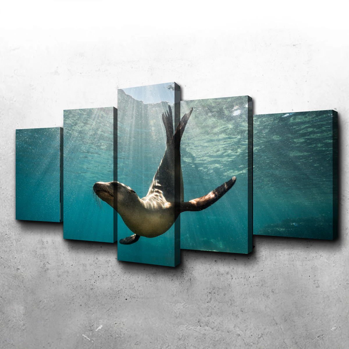Stunning California Sea Lion Wall Art for Your Home Decor