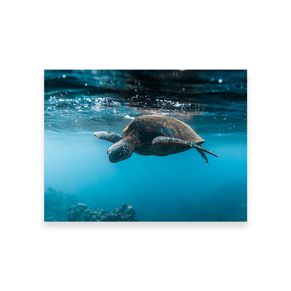 Exquisite Below the Surface Wall Art by Lucas Moore