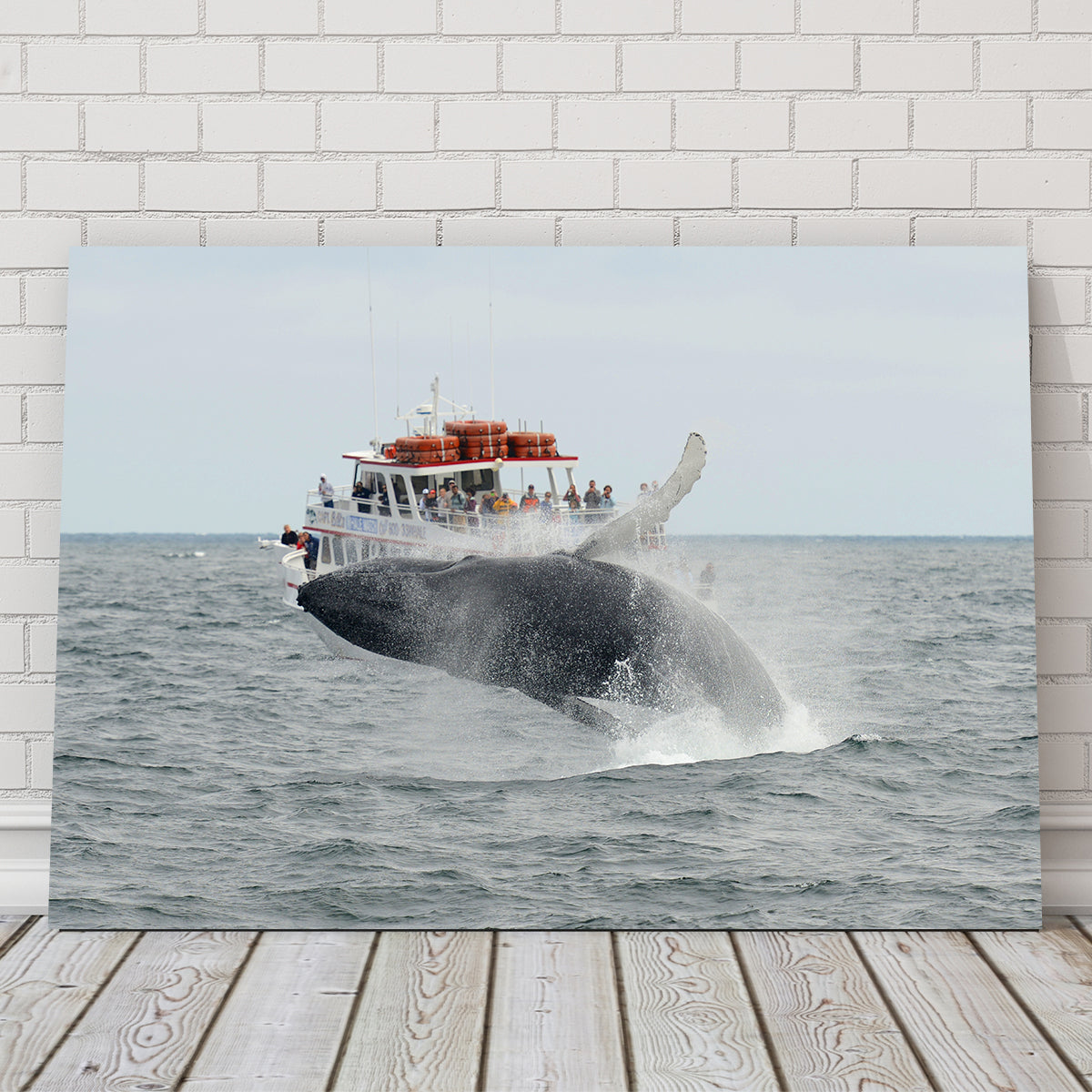 Stunning Humpback - Cape Cod Wall Art for Your Home Decor