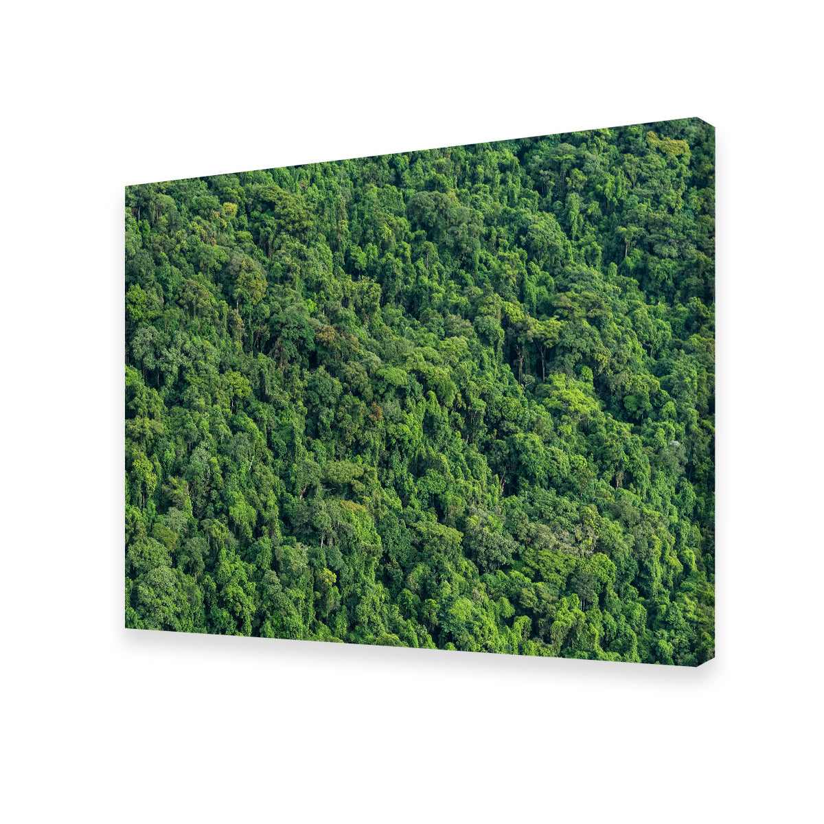 Stunning Atlantic Forest Wall Art by Sofia Leite Fonseca