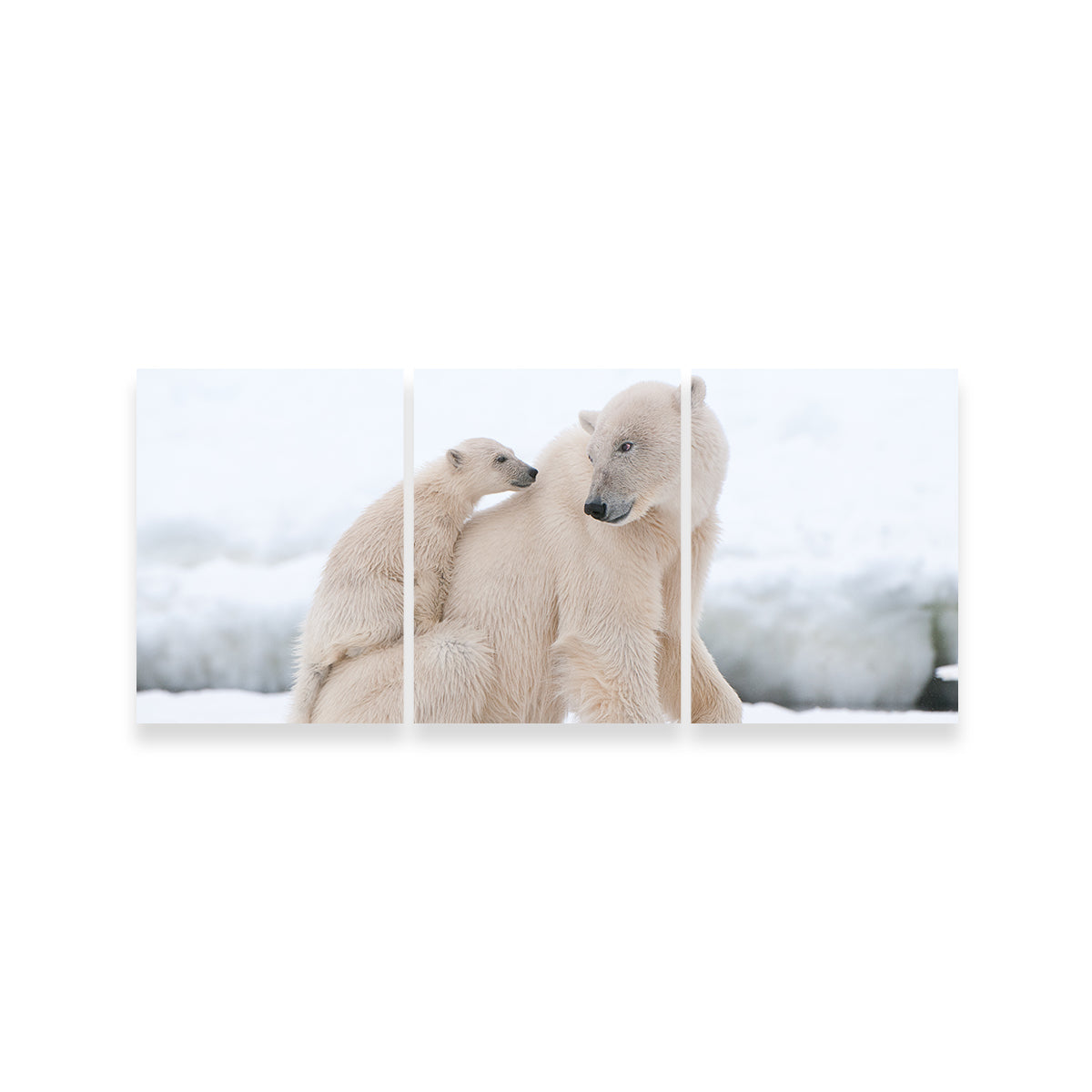 Adorable Polar Bear with Cub Wall Art for Stunning Home Decor