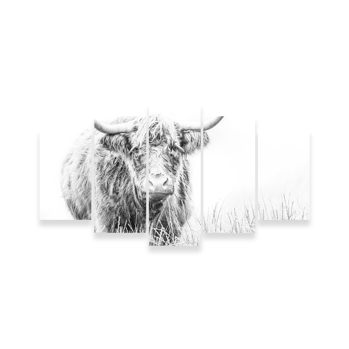 Stunning Highland Cow Wall Art on White Canvas