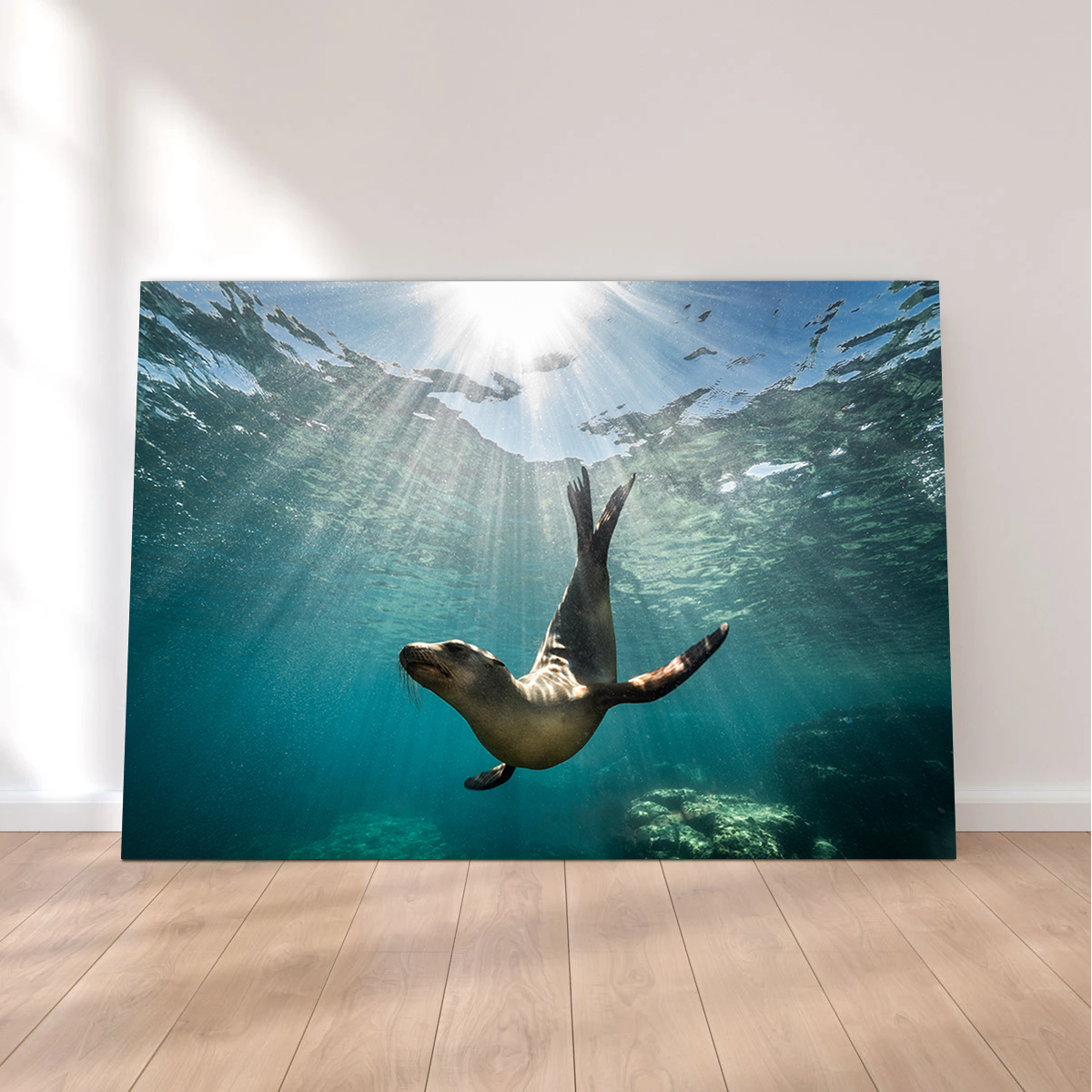 Stunning California Sea Lion Wall Art for Your Home Decor