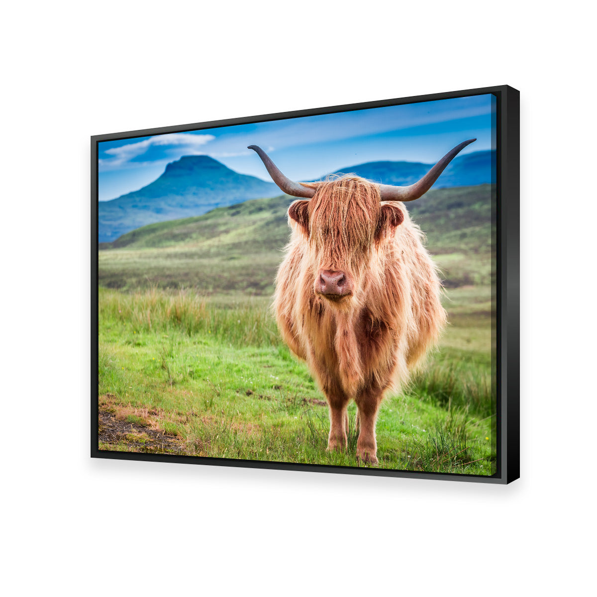 Charming Highland Cow in Isle of Skye Wall Art for Stunning Decor