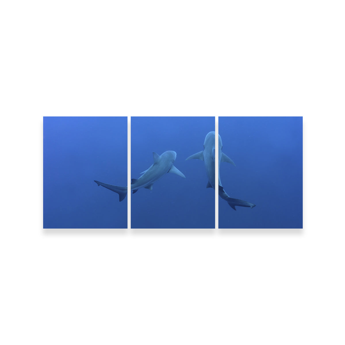 Stunning Shark Mates Wall Art - Museum Quality Decor