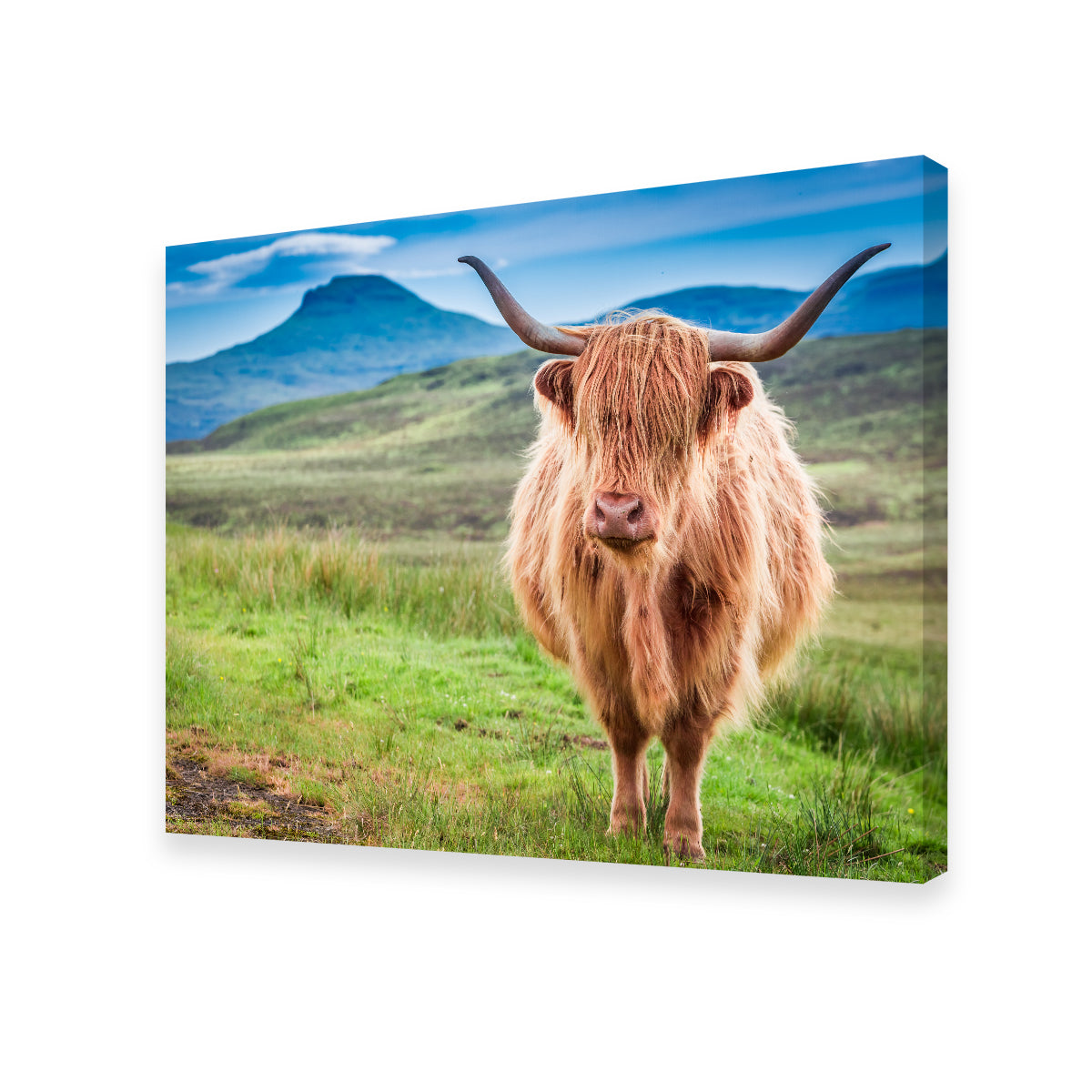 Charming Highland Cow in Isle of Skye Wall Art for Stunning Decor