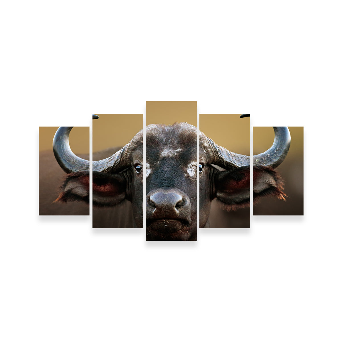 Stunning Cape Buffalo Wall Art from Kruger National Park