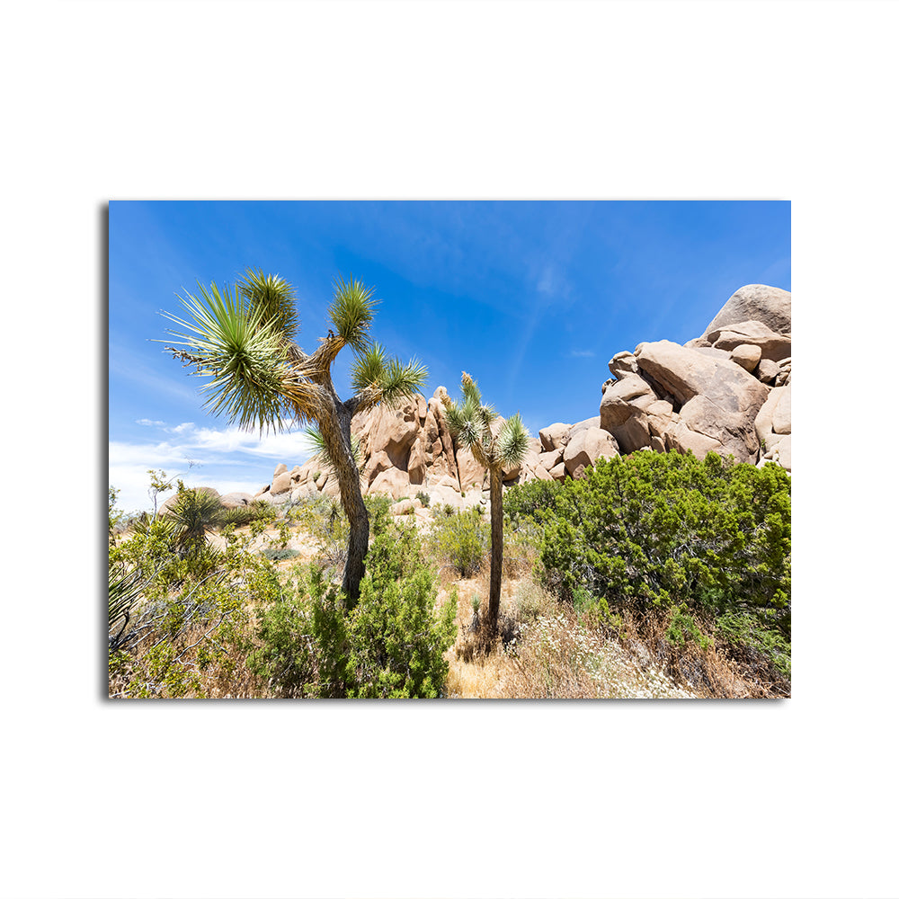 Stunning Impression from Joshua Tree National Park Wall Art for Your Home Decor
