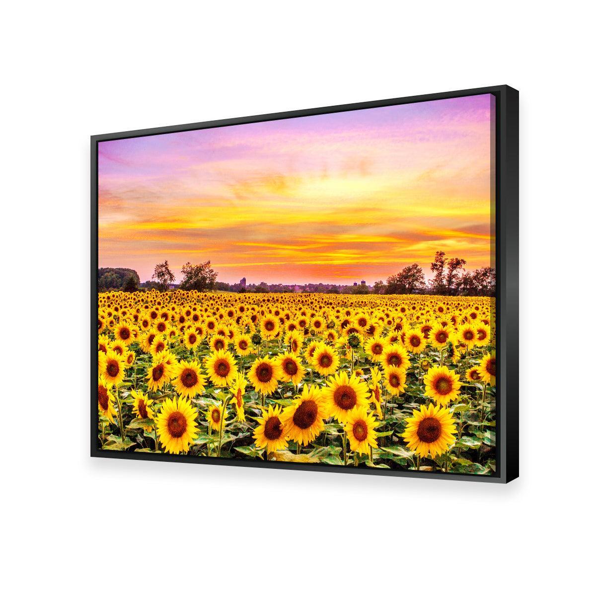 Stunning Bed of Sunflowers Wall Art for Your Home Decor