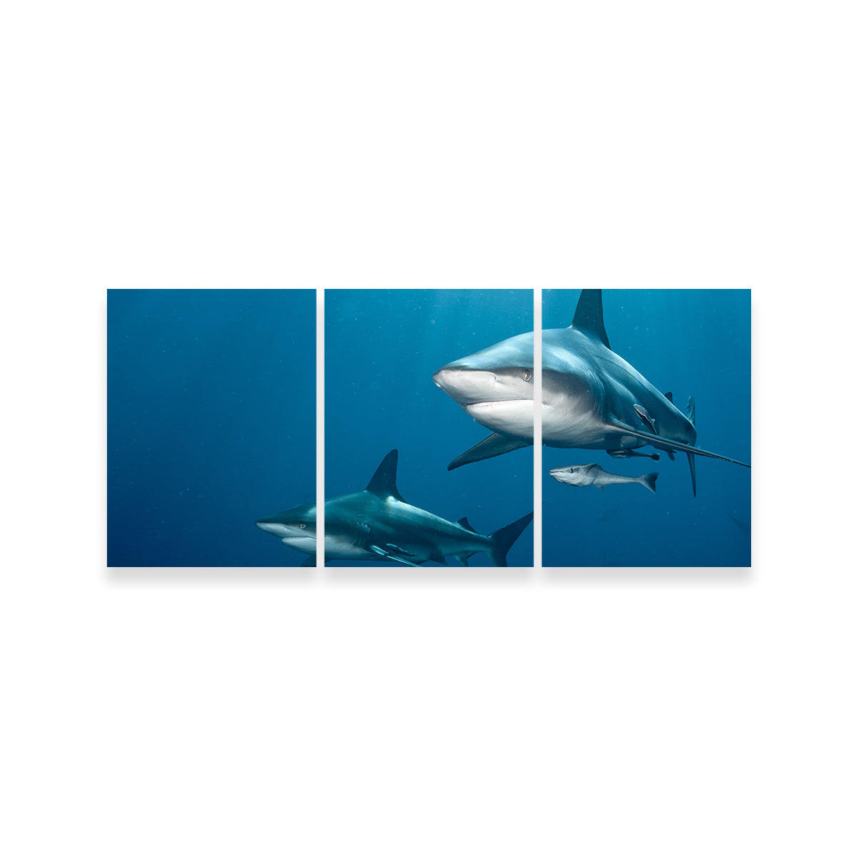 Exquisite Shark Pair Wall Art for Stunning Home Decor