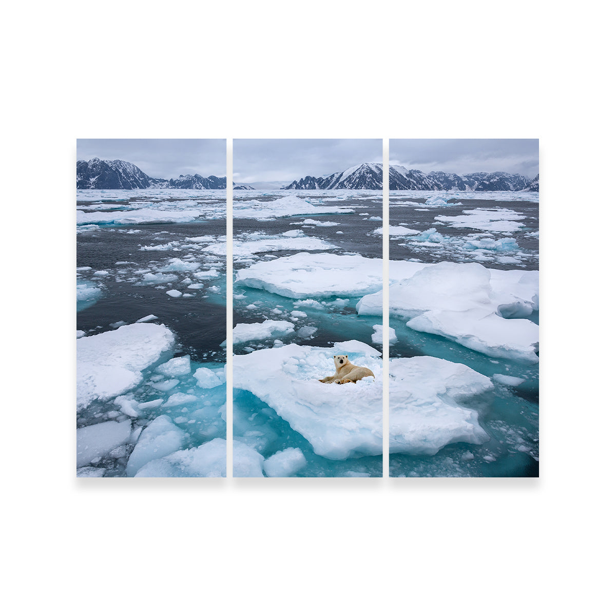 Stunning Polar Bear - Greenland Wall Art for Home Decor