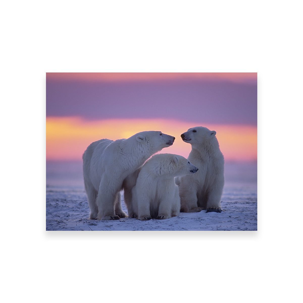 Stunning Polar Bear Family - Canadian Arctic Wall Art for Your Home Decor