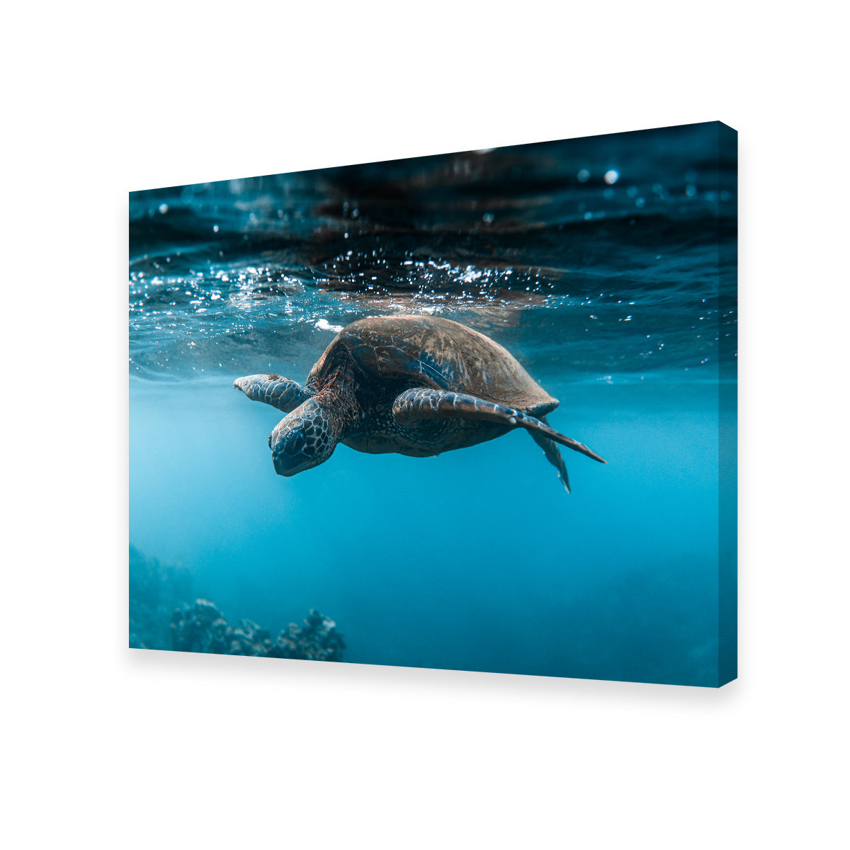 Exquisite Below the Surface Wall Art by Lucas Moore